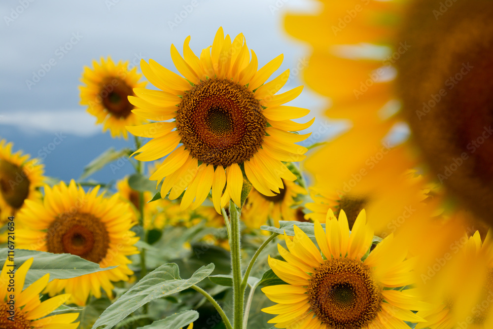 Fototapeta premium Sunflowers