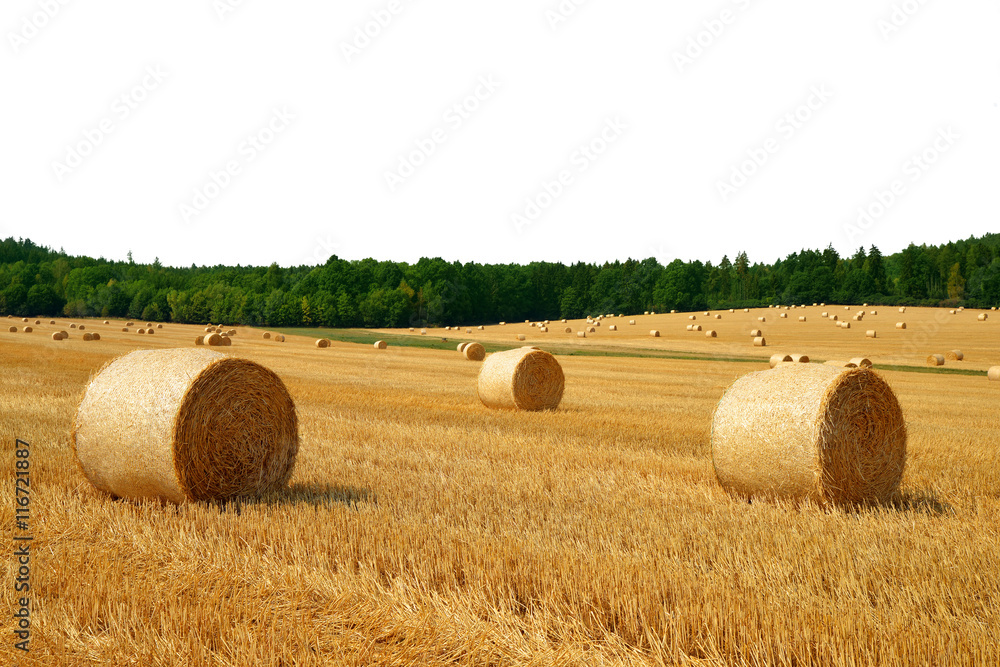 Straw bales on field on white background