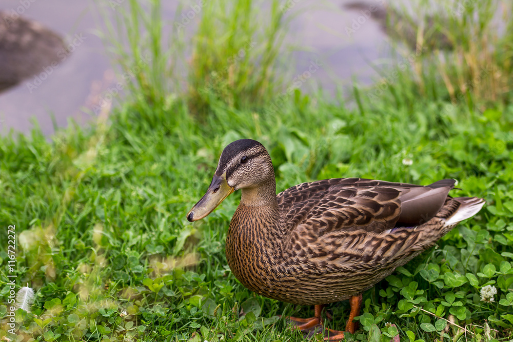 Female mallard (Anas platyrhynchos) Female mallard (Anas platyrhynchos)