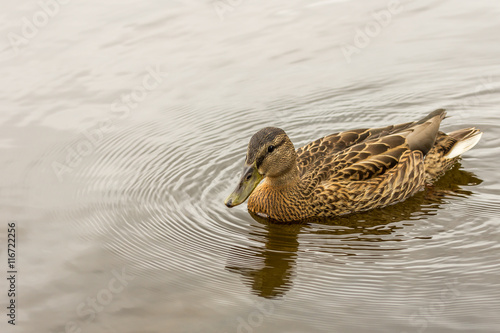 Female mallard (Anas platyrhynchos)