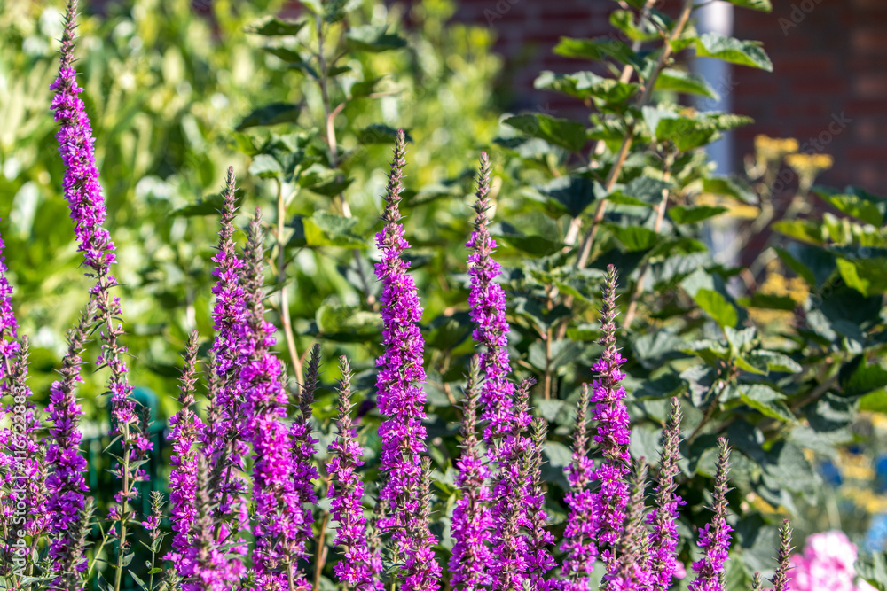 Obraz premium Blutweiderich (Lythrum salicaria) Pfeilkraut (Sagittaria)