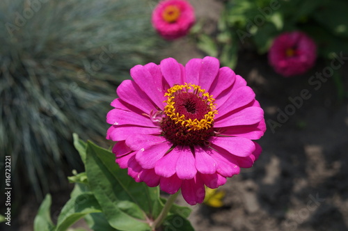 Elegant zinnia pink with yellow center flower close up