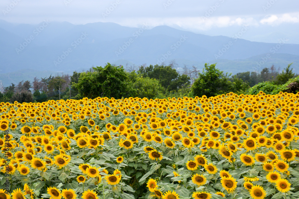 Naklejka premium Sunflowers