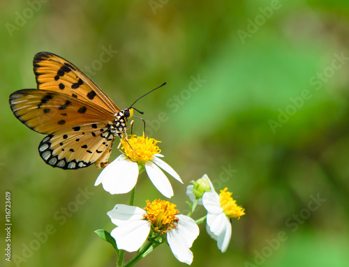 Monarch butterfly on wild grass flowers. © tippapatt
