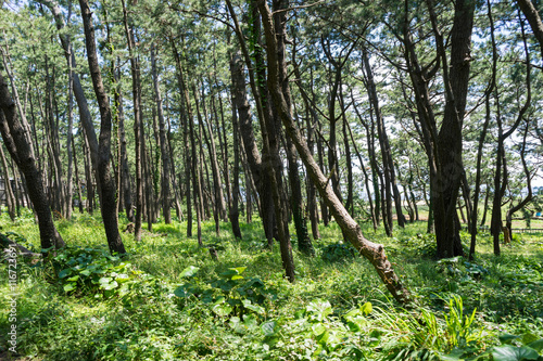 Row of pine trees of the Numazu Imperial Villa