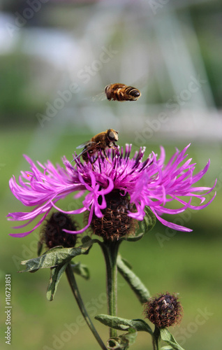 Bee on a flower and another one bee flying next