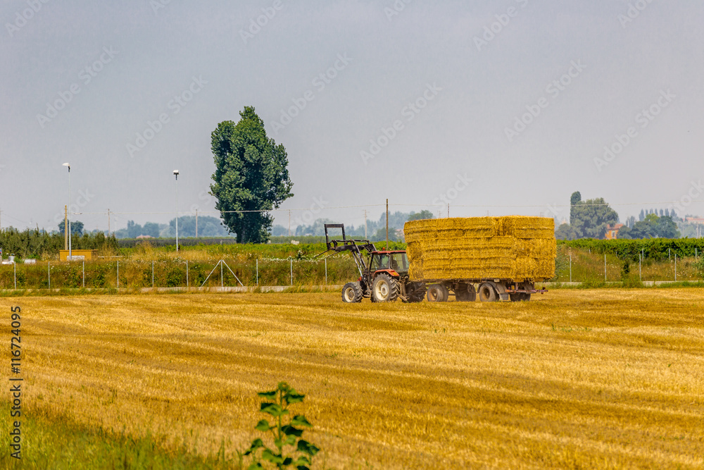 Fototapeta premium tractor loads hay bales on trailer