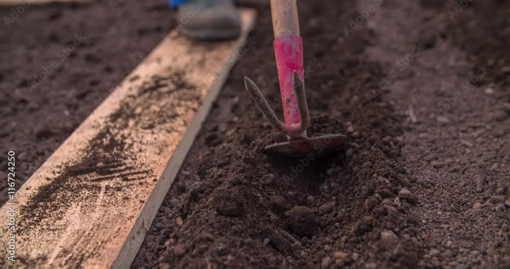 A gardener is pulling a soil between two garden beds from one corner to the other. Close-up shot.
A gardener is pulling a soil between two garden beds from one corner to the other. Close-up shot.