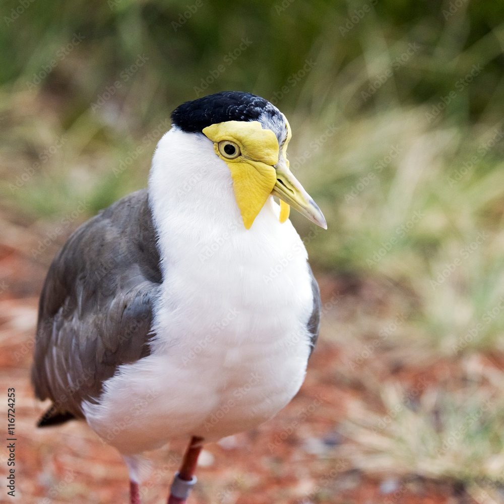 Masked lapwing (also known as the masked plover) Masked lapwing (also known as the masked plover)