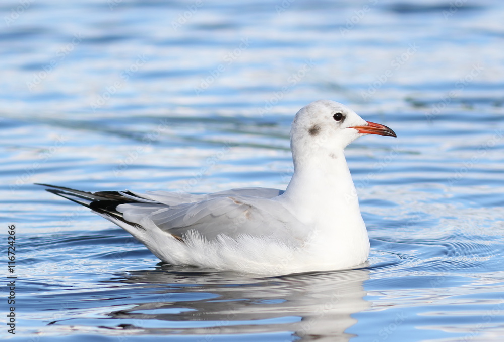 Larus ridibundus. The bird floats on the lake on Yamal Larus ridibundus. The bird floats on the lake on Yamal