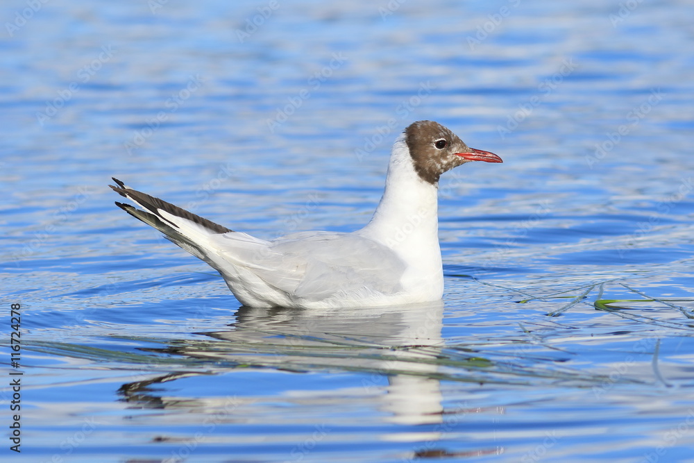 Larus ridibundus. The bird floats in a reservoir on Yamal Larus ridibundus. The bird floats in a reservoir on Yamal