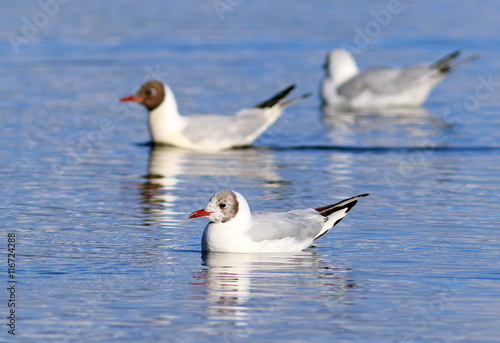 Larus ridibundus. The flock of birds floats on the lake on Yamal