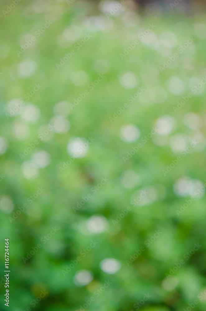 Obraz premium Bokeh background, abstract flowers ìn green