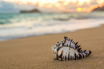 Keuken achterwand Kust Schelp op strand bij zonsopkomst  © lameeks