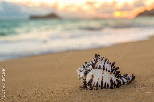 Conch Shell at Sunrise