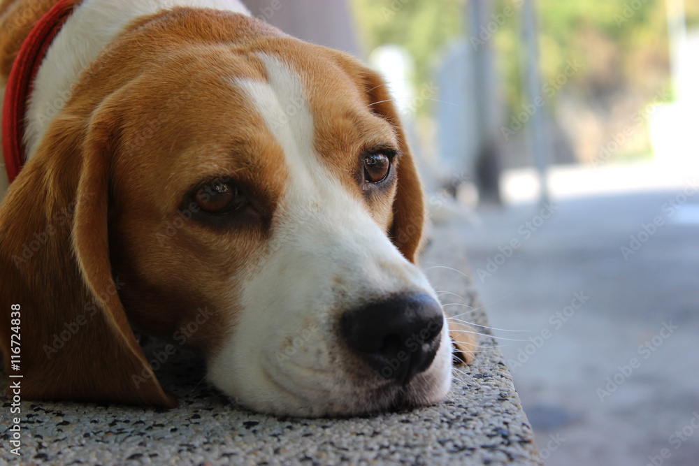 Cute beagle looking