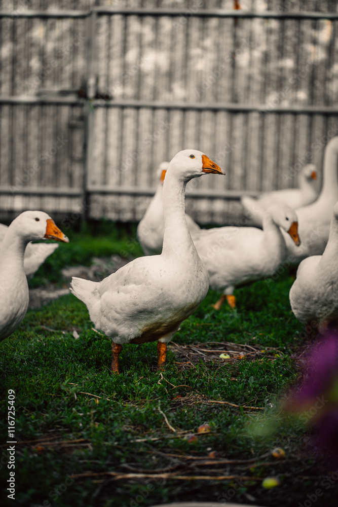 Geese in a village walk on the lawn Geese in a village walk on the lawn