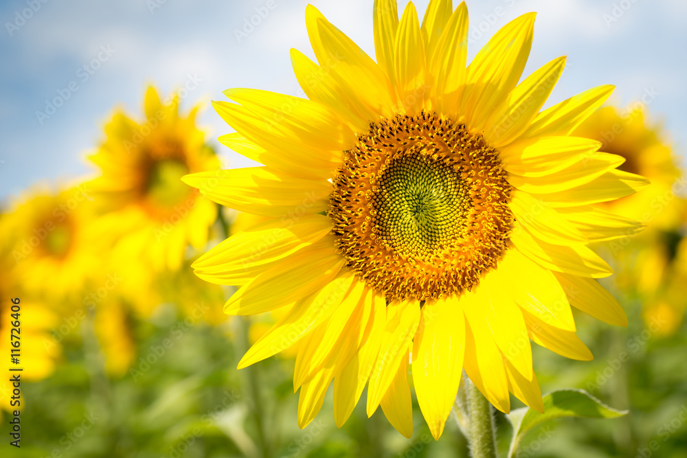 Sunflowers blooming in farm with blue sky.