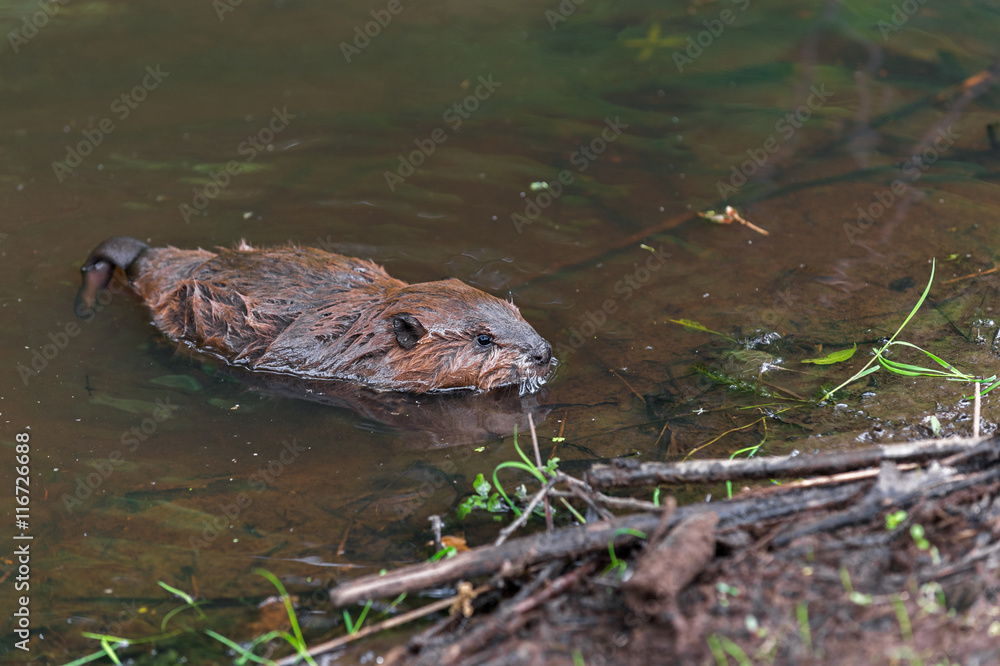 North American Beaver (Castor canadensis) Kit Swims To Shore North American Beaver (Castor canadensis) Kit Swims To Shore