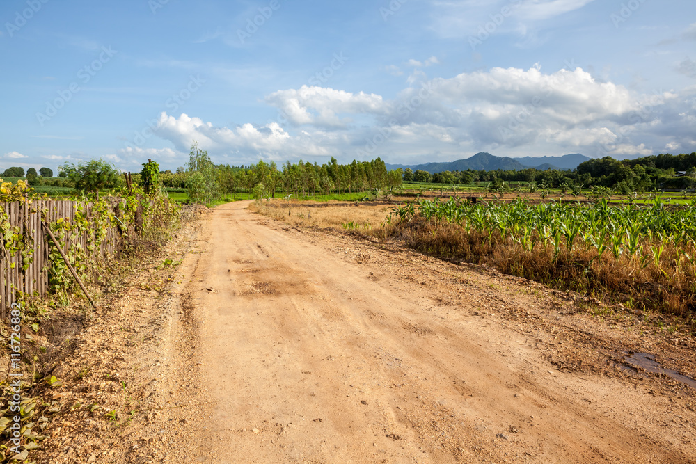 Fototapeta premium droga w polu