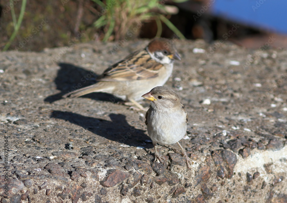 Male and female of a sparrow on the bank of the lake Male and female of a sparrow on the bank of the lake