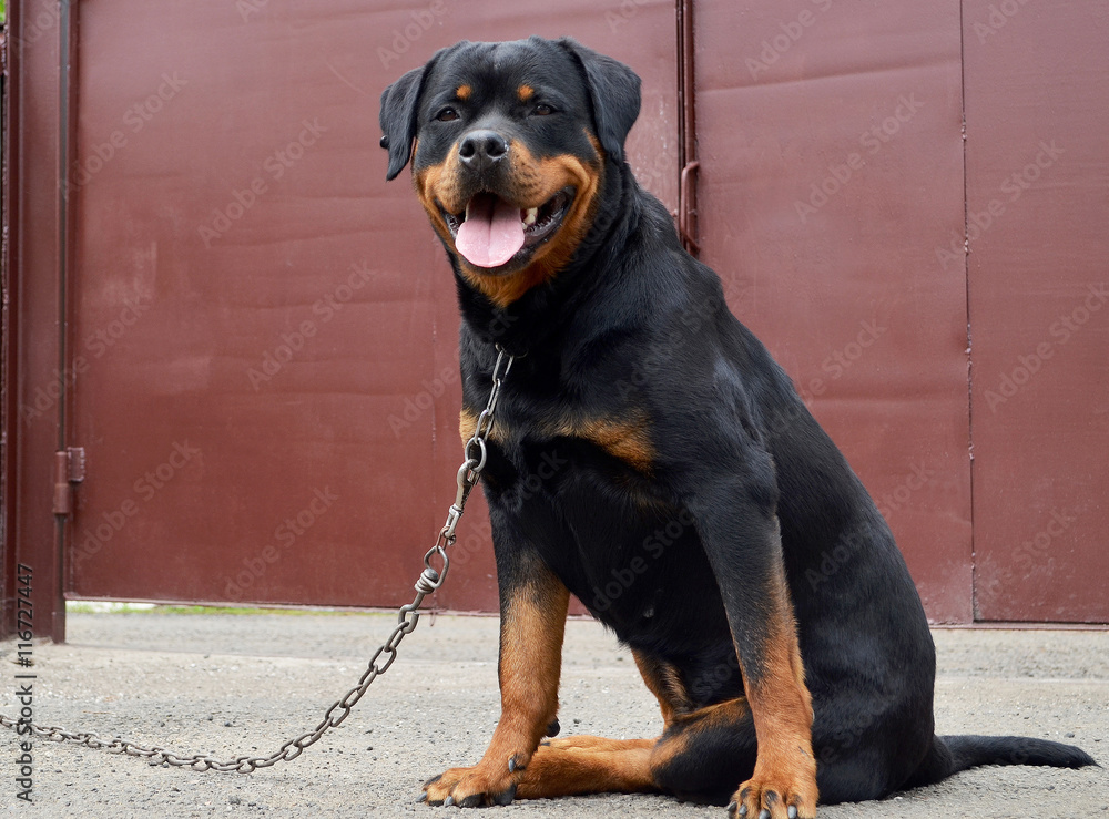 Beautiful Rottweiler Beautiful Rottweiler