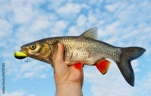 Chub in fisherman's hand shot against blue sky