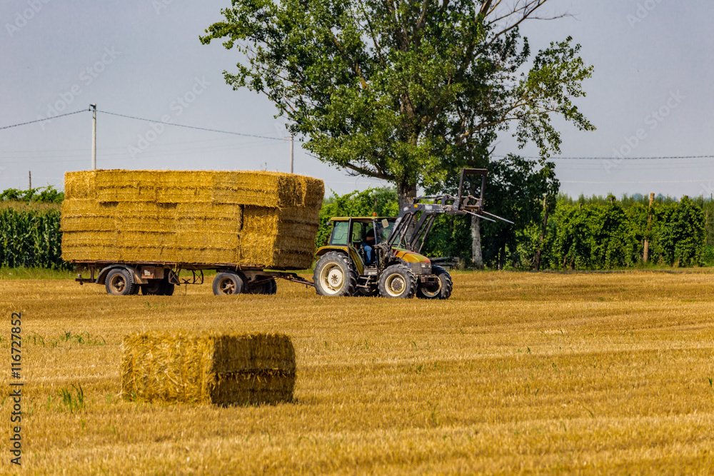 Obraz premium tractor loads hay bales on trailer