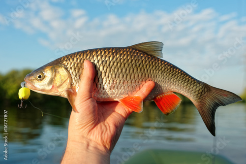 Chub in fisherman's hand