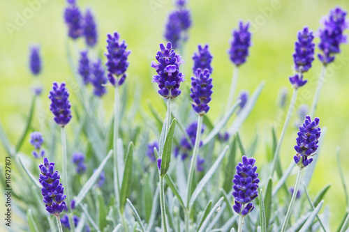 lavender flowers