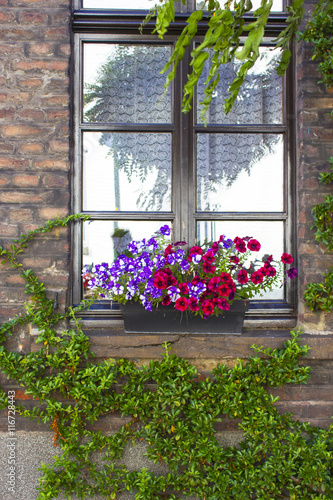 Fototapeta Naklejka Na Ścianę i Meble -  brick wall with windows and flower boxes with flowering plants