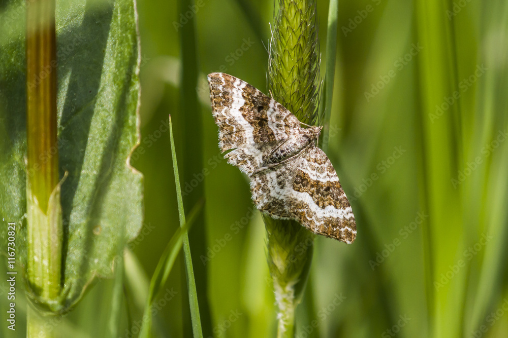 Obraz premium Graubinden-Labkrautspanner (Epirrhoe alternata)