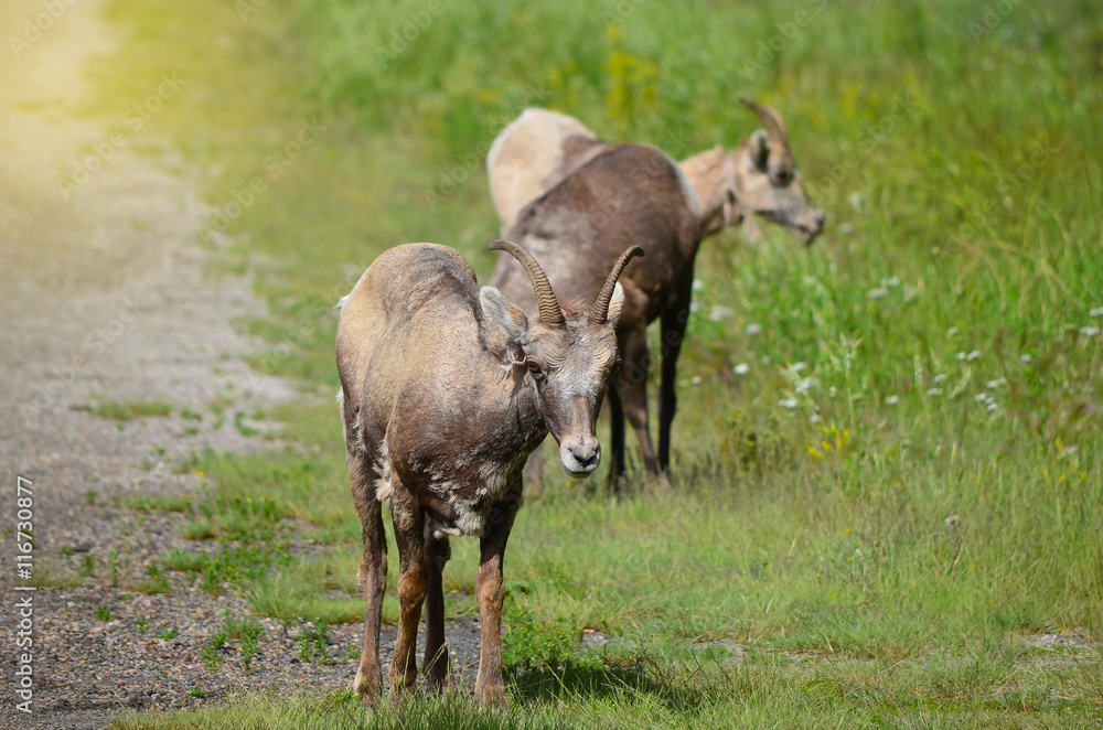 Fototapeta premium mountain goat standing beside street in the park