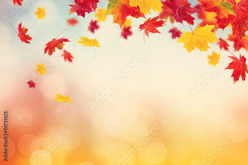 Bright autumn leaves. © 02irina