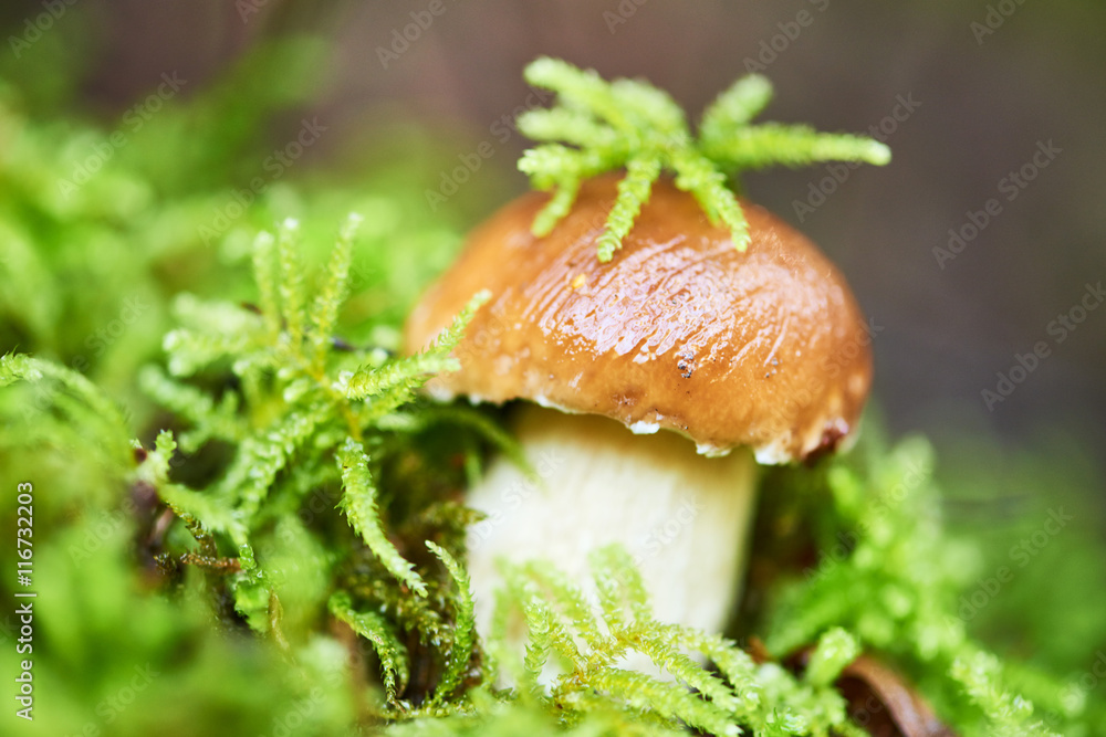 boletus cep mushroom in a forest boletus cep mushroom in a forest
