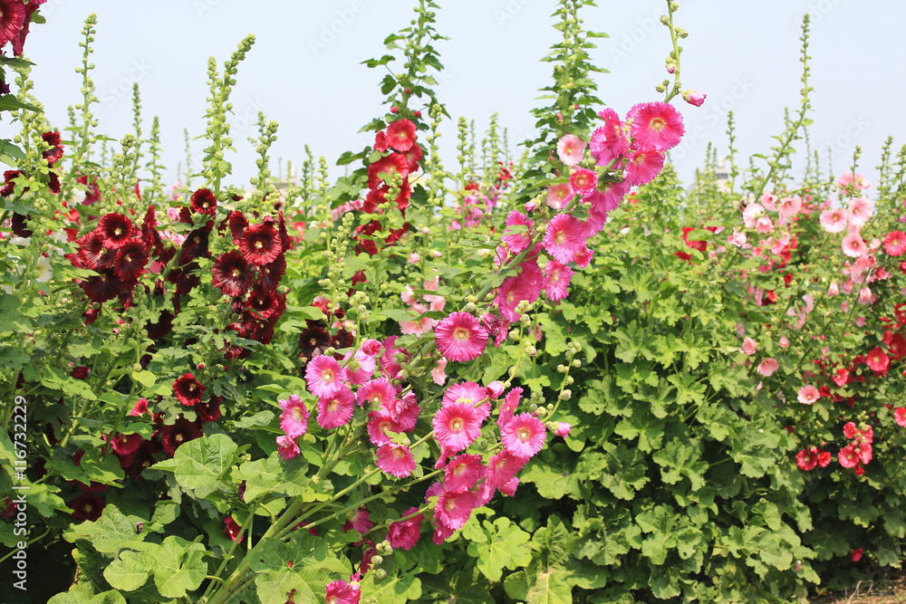 Red and pink hollyhock flowers,many hollyhock flowers blooming in the garden with blue sky in spring