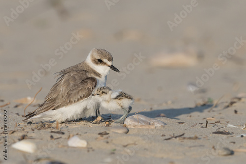 Tableau sur toile Reach out to mom, kentish plover