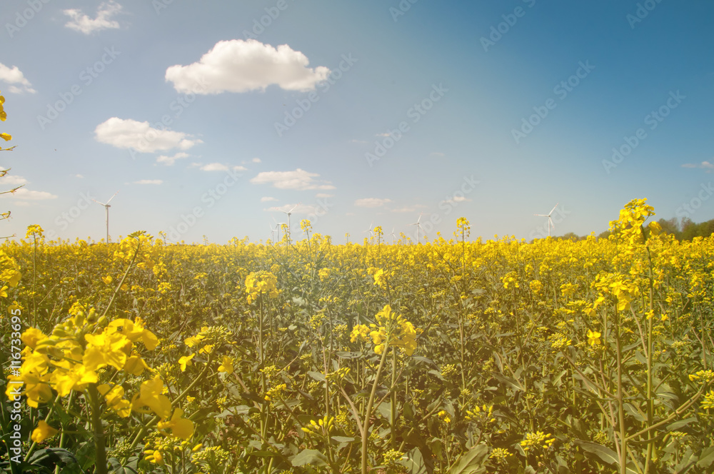 Obraz premium Wind turbine in rape field