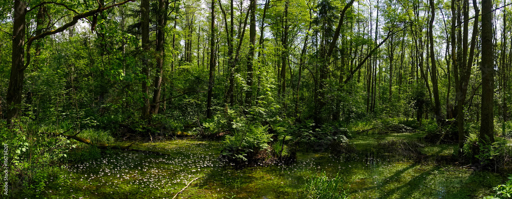Glade in the green forest with small white flowers Glade in the green forest with small white flowers