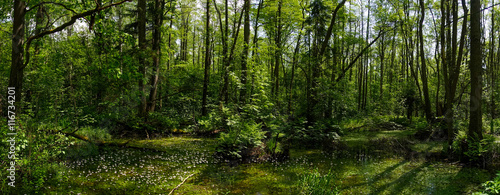 Glade in the green forest with small white flowers