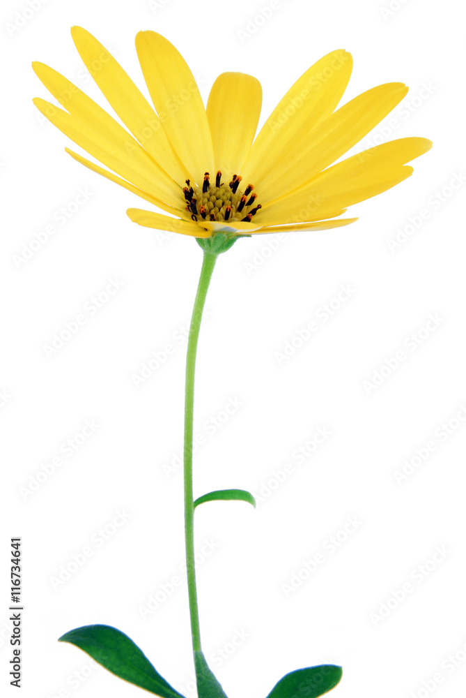 Fototapeta premium yellow daisy isolated on white