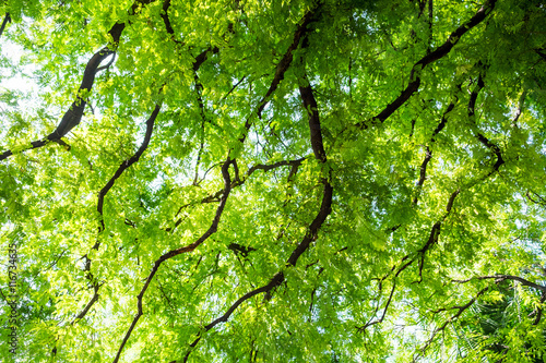 tamarind tree branch tracery spread © Mumemories