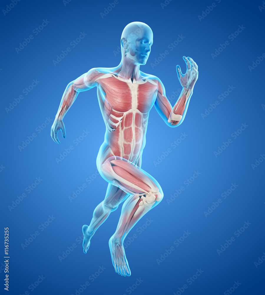 3d rendered medically accurate illustration of a runners muscles 3d rendered medically accurate illustration of a runners muscles