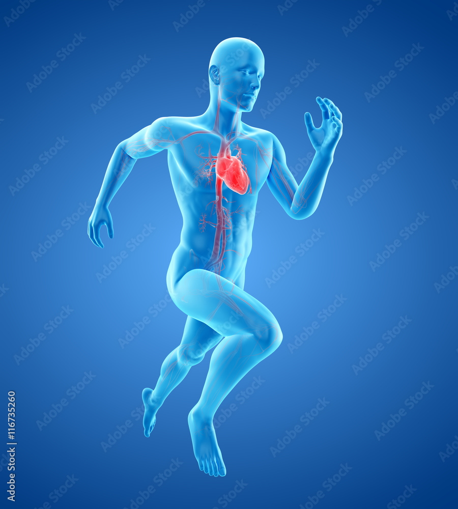 3d rendered medically accurate illustration of a runners heart 3d rendered medically accurate illustration of a runners heart
