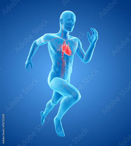3d rendered medically accurate illustration of a runners heart