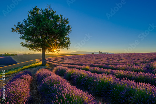 Lavender field at sunrise in Provence  France