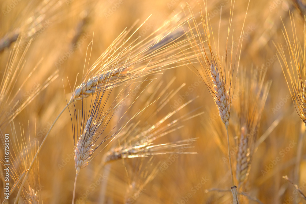 Mature wheat swaying in the wind in a field Mature wheat swaying in the wind in a field