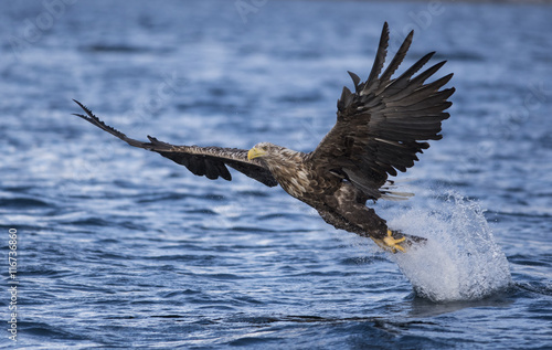 White tailed eagle catching fish © robineriksson