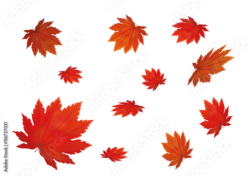 Red leaves collection