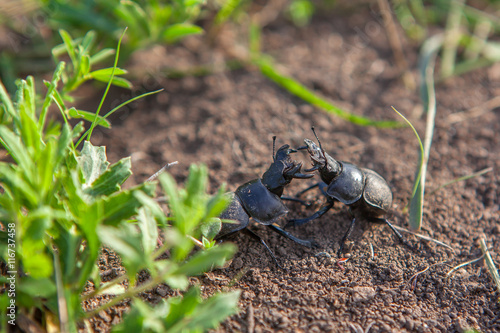two beetles fighting